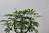 Hawaiian Umbrella Bonsai Tree