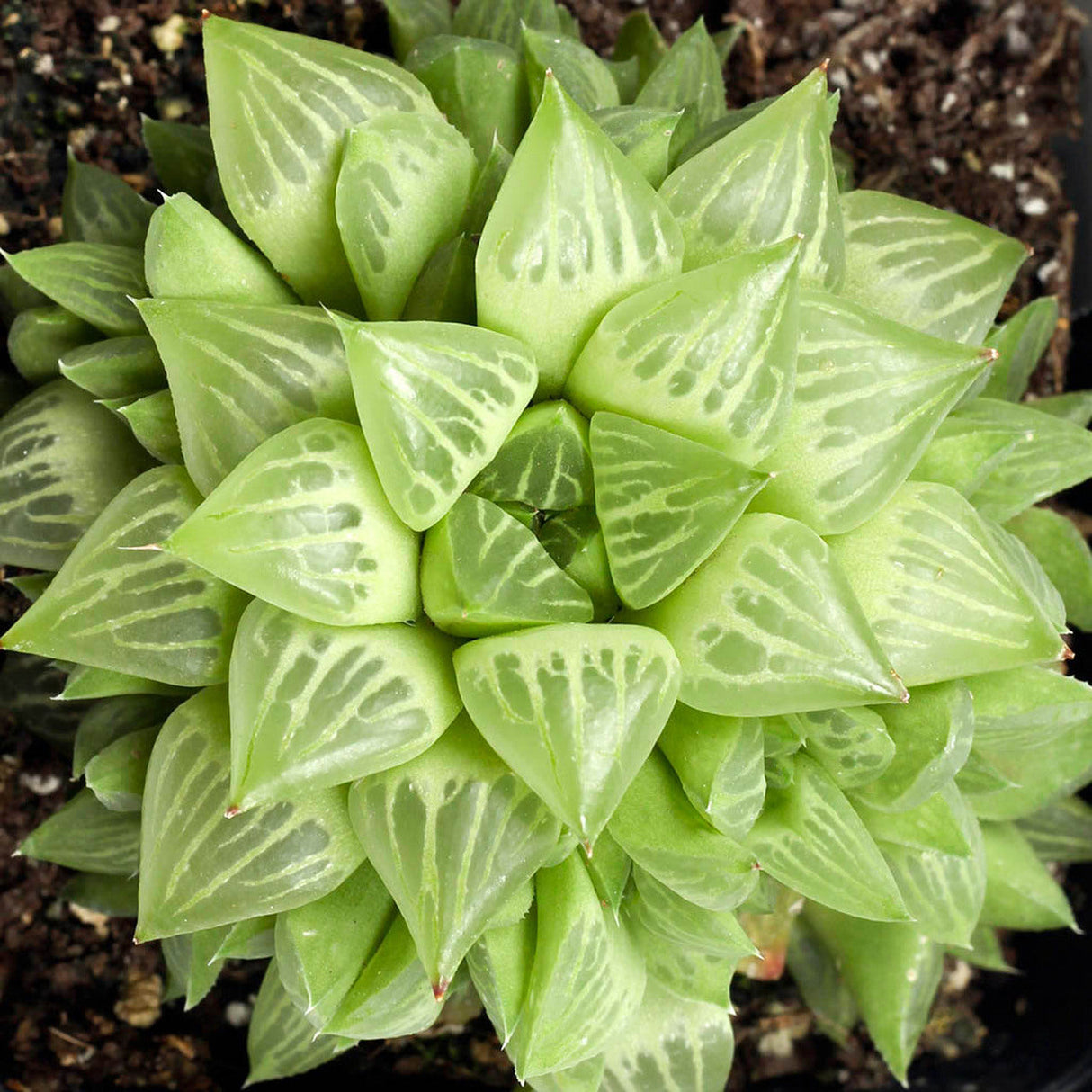 Haworthia Retusa Star Cactus Plant