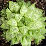Haworthia Retusa Star Cactus Plant