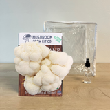 3 Pack - Premium Lion's Mane, Pink, and Blue Oyster Mushroom Growing Kit - 15 LBS