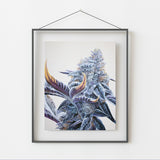 Ice Cream Cake Cannabis Strain Poster – 8"x10" Print