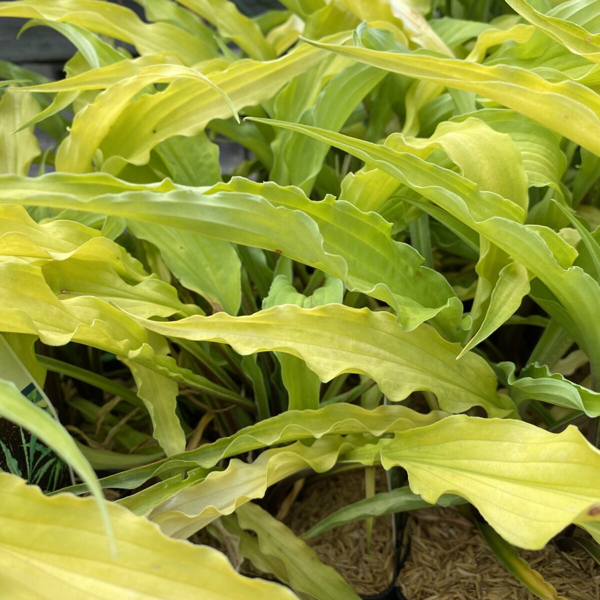 Curly Fries Hosta Plant