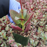Crassula streyi 'Pondo Cliff' – Live Succulent Plant