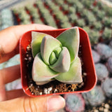 Crassula 'Moonglow' – Live Succulent Plant