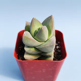 Crassula 'Moonglow' – Live Succulent Plant