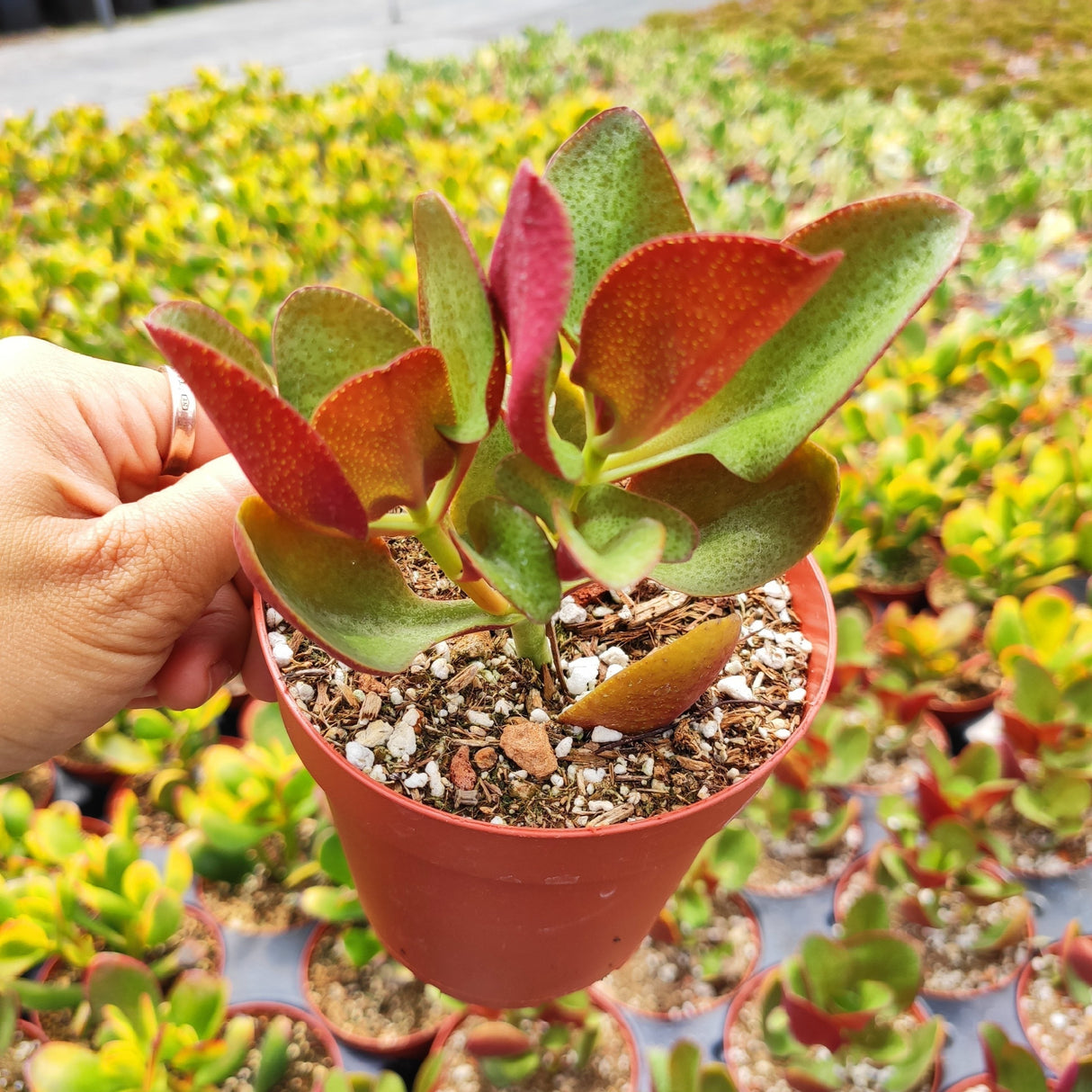 Crassula streyi 'Pondo Cliff' – Live Succulent Plant