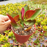 Crassula streyi 'Pondo Cliff' – Live Succulent Plant