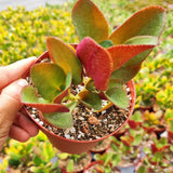 Crassula streyi 'Pondo Cliff' – Live Succulent Plant