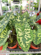 Alocasia 'Hilo Beauty' Plant – Speckled Variegated Elephant Ear