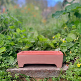 Large Microgreen Kit, Non-Toxic and Self-Watering