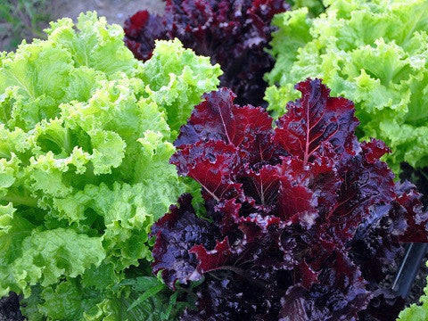 Jazzy Leaf Organic Lettuce Seed Mix