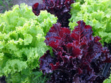 Jazzy Leaf Organic Lettuce Seed Mix
