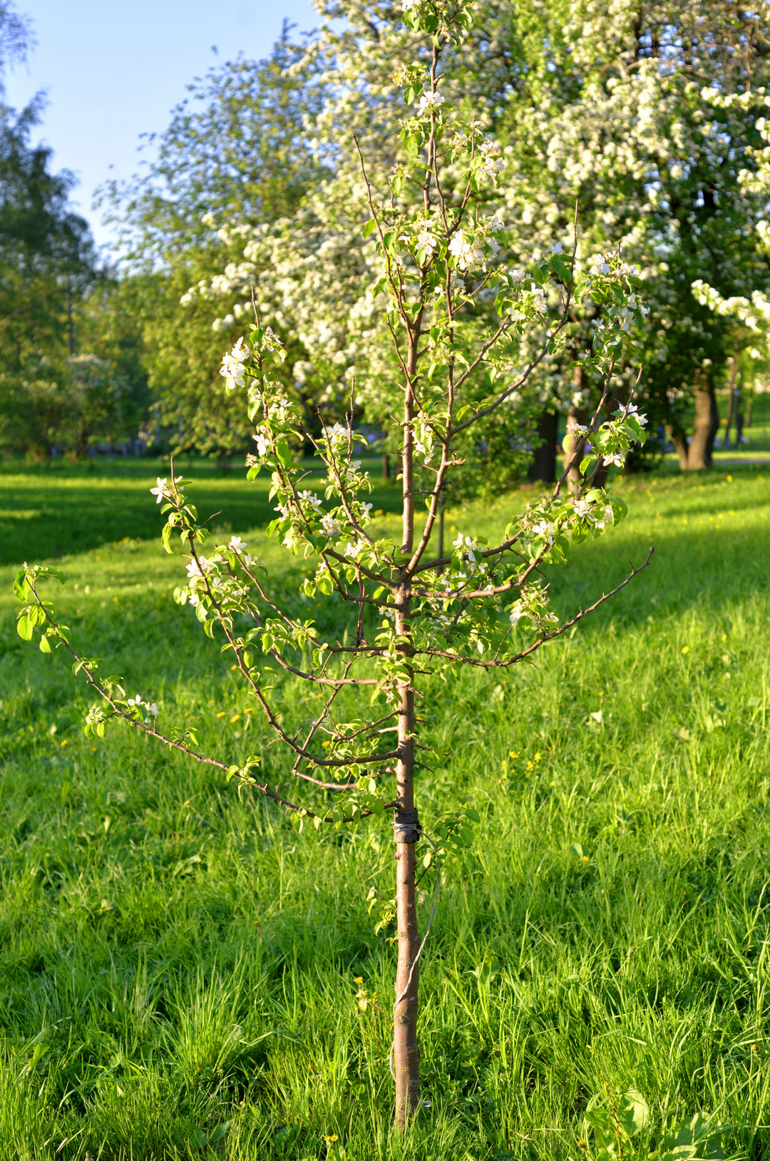 Jonathan Apple Tree