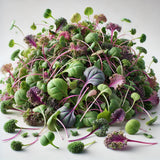 Kalefetti Mix Kale Microgreens Seeds with Grow Mat