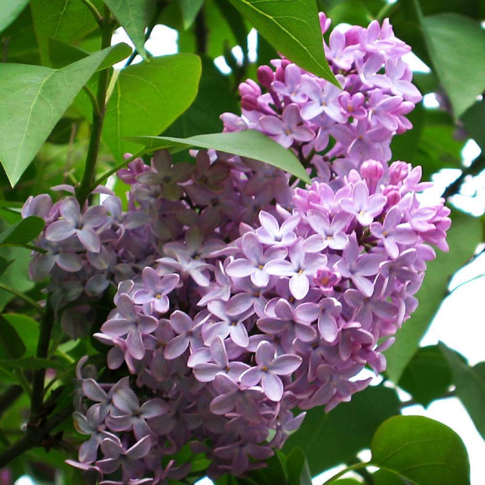 Common Lilac Shrub (Syringa Vulgaris)