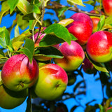 McIntosh Apple Tree