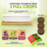 ZestiGreens Ceramic Microgreens Growing Kit - Red Amaranth, Rambo Radish & Broccoli