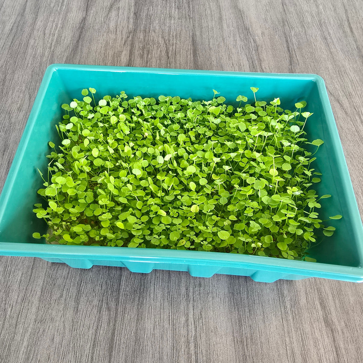 Microgreens Nursery with Adjustable Vents – Compact Seed Starting Dome