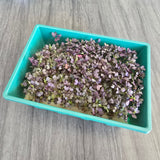 Microgreens Nursery with Adjustable Vents – Compact Seed Starting Dome