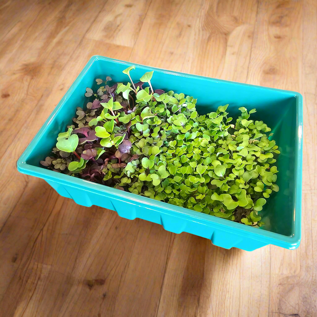 Microgreens Nursery with Adjustable Vents – Compact Seed Starting Dome