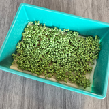 Basil Lemon Microgreens Seeds with Grow Mat
