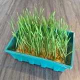 Wheatgrass Microgreens Seeds With Grow Mat