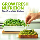 ZestiGreens Ceramic Microgreens Growing Kit – Sunflower, Melon & Mixed Seeds
