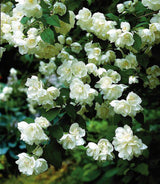 Minnesota Snowflake Mock Orange Plant