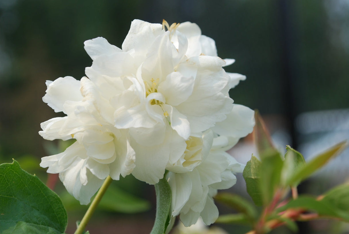 Minnesota Snowflake Mock Orange Plant
