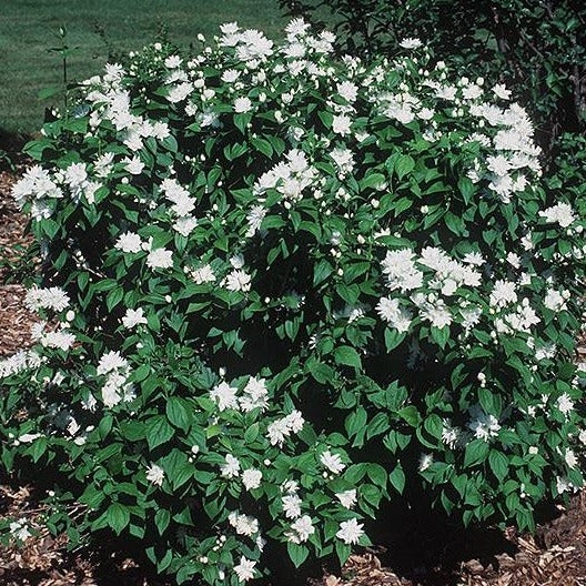 Minnesota Snowflake Mock Orange Plant