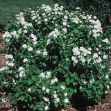 Minnesota Snowflake Mock Orange Plant