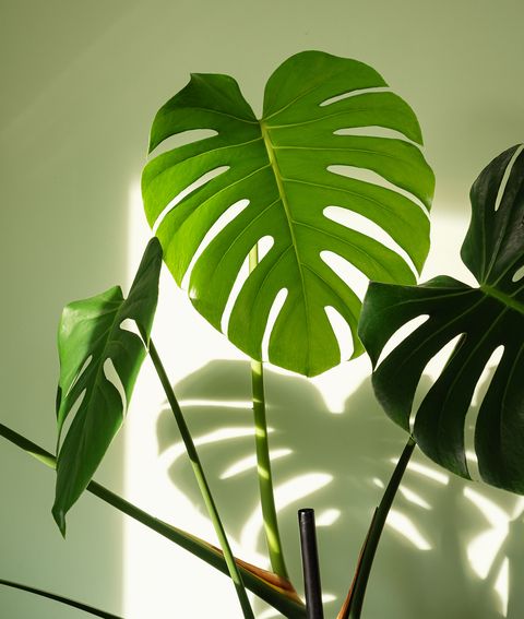 Monstera Deliciosa - Swiss Cheese Plant