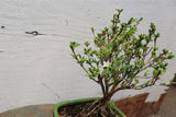 Mt. Fuji Serissa “Exposed Root” Golf Ball Bonsai Tree – 10 Years Old