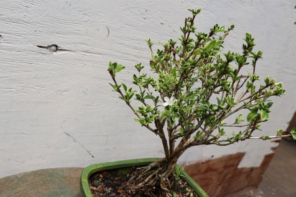 Mt. Fuji Serissa “Exposed Root” Golf Ball Bonsai Tree – 10 Years Old