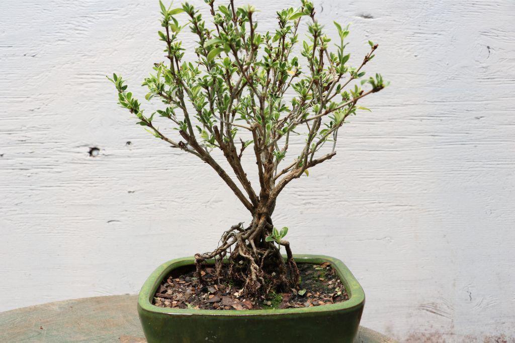 Mt. Fuji Serissa “Exposed Root” Golf Ball Bonsai Tree – 10 Years Old