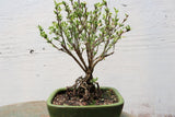 Mt. Fuji Serissa “Exposed Root” Golf Ball Bonsai Tree – 10 Years Old
