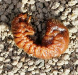 Brown larva on a textured surface