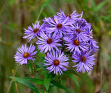 New England Aster Wildflower Seeds