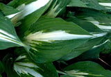 Night Before Christmas Hosta Plant