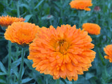 Orange Zinger Organic Calendula Flowers Seeds