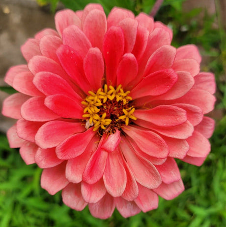 Pink flower with a yellow center on a green grass background