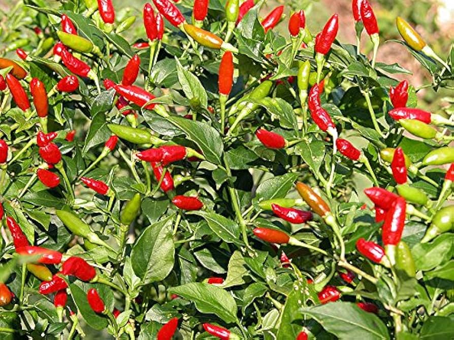 Bunch of red and green chili peppers growing on a plant