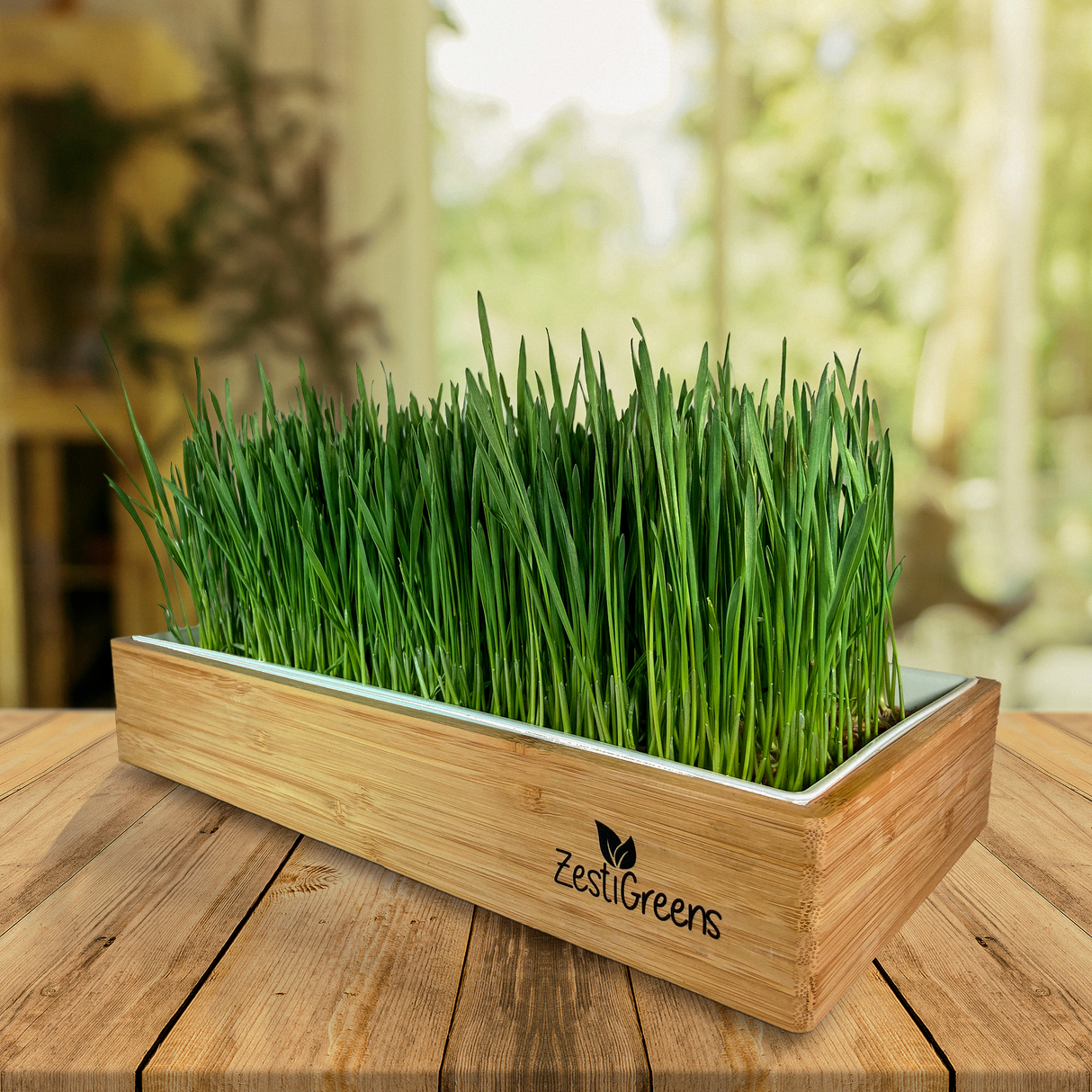 ZestiGreens Organic Self-Watering Wheatgrass Growing Kit – Soil-Free Indoor Grow System