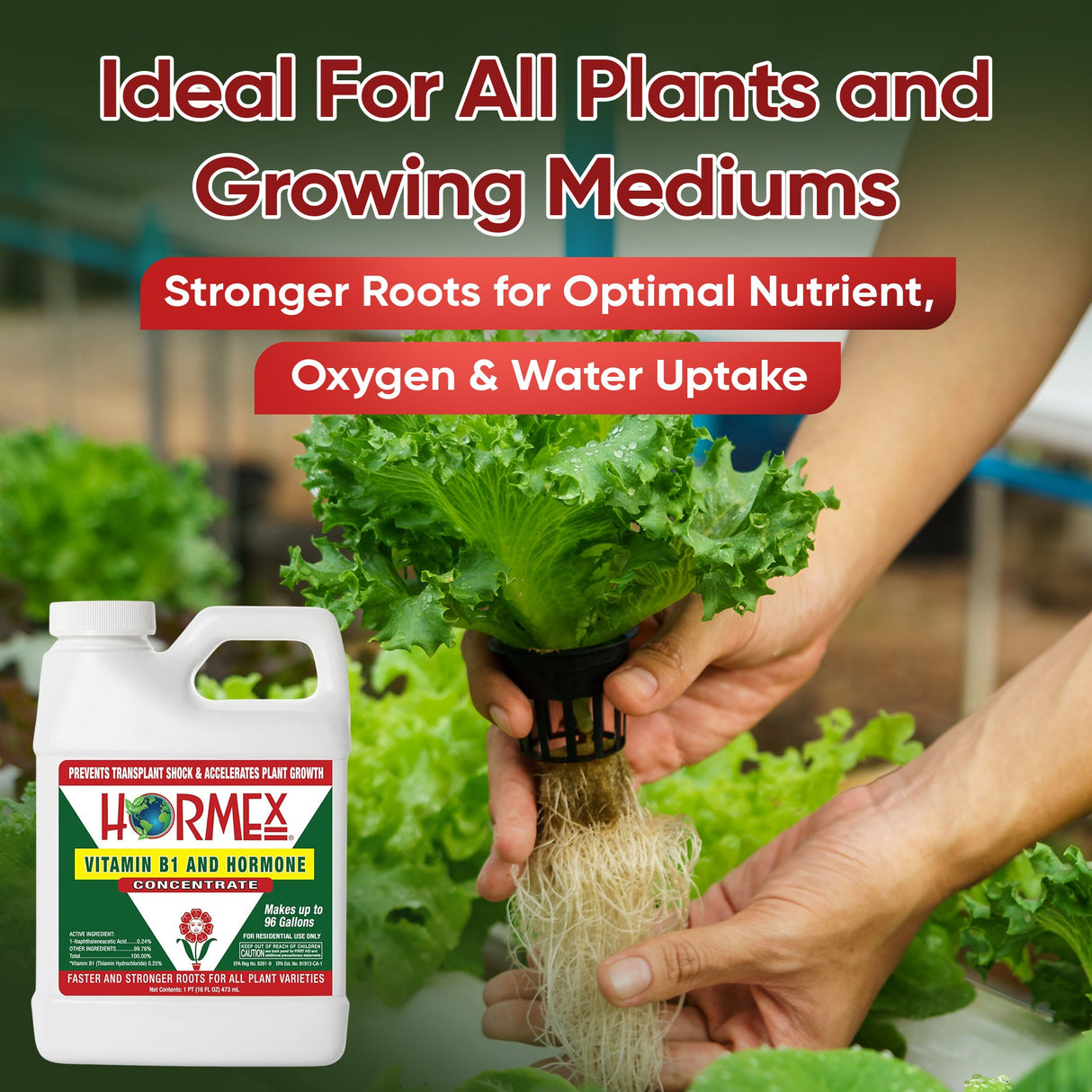 Hormex Vitamin B1 Rooting Hormone Concentrate – Root Growth Stimulator