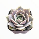 Echeveria 'Lola' Succulent Plant – Rosette-Forming Live Succulent