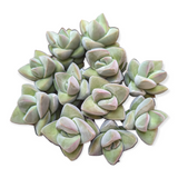 Crassula 'Moonglow' – Live Succulent Plant
