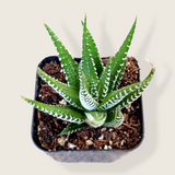 Haworthia fasciata 'Zebra Plant' – Live Striped Succulent