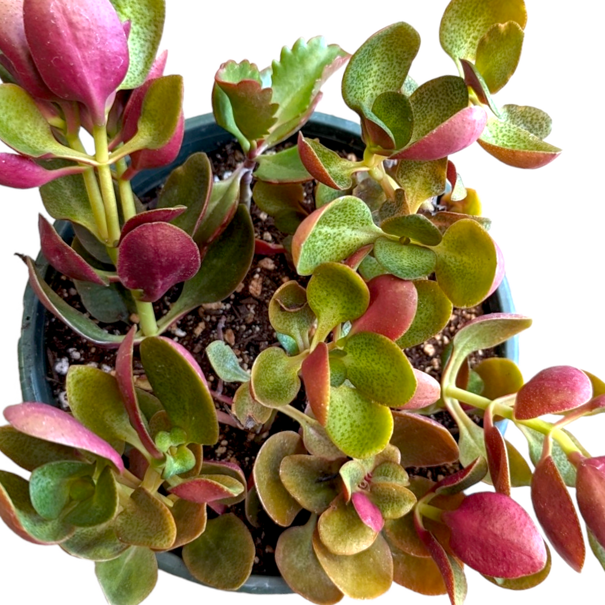 Crassula streyi 'Pondo Cliff' – Live Succulent Plant
