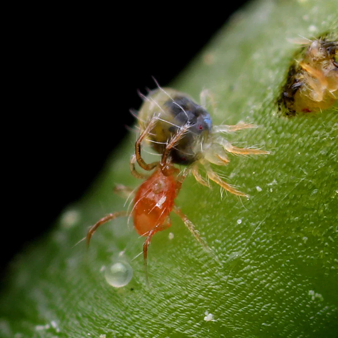 Phytoseiulus persimilis Predatory Mites – Biological Control for Two-Spotted Spider Mites