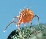 Phytoseiulus persimilis Predatory Mites – Biological Control for Two-Spotted Spider Mites